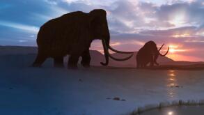 Artwork of the woolly mammoth (Mammuthus primigenius), or tundra mammoth. This animal lived during the Pleistocene epoch and into the early Holocene, and as such coexisted with humans. It was roughly the same size as a moden African elephant. Covered in t