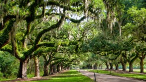 Avenue of Oaks at Boone Hall Plantation in Charleston, South Carolina
