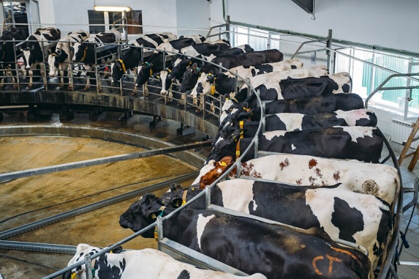 Factory farm dairy cows from Adobe 3Jun20 575x375