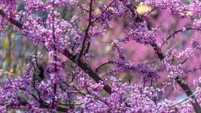 Spring blossoms in colorful display at Historic Oakland Cemetery in Atlanta, Georgia. (USA)