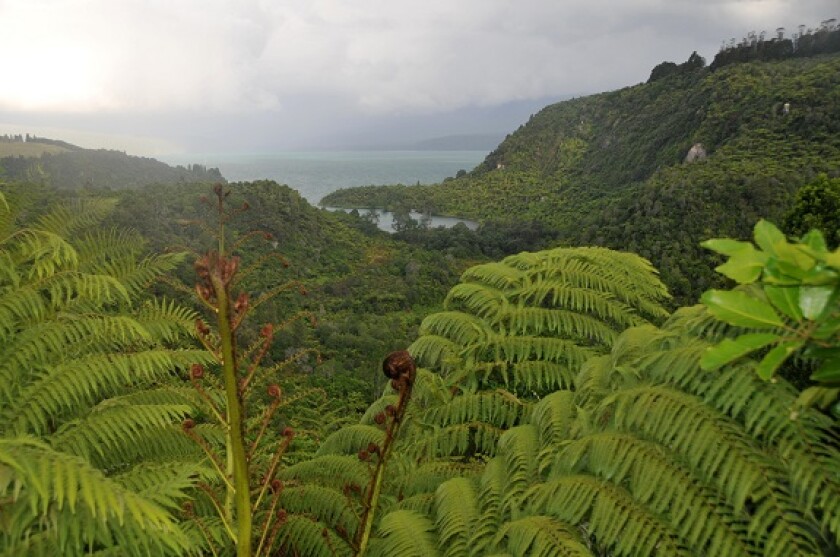 New Zealand green from Alamy 15Sep22 575x375