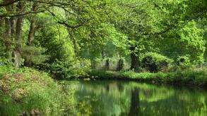 Deep green colours reflected in the beautiful Basingstoke Canal in Surrey, in this late spring/early summer scene of bucolic calm