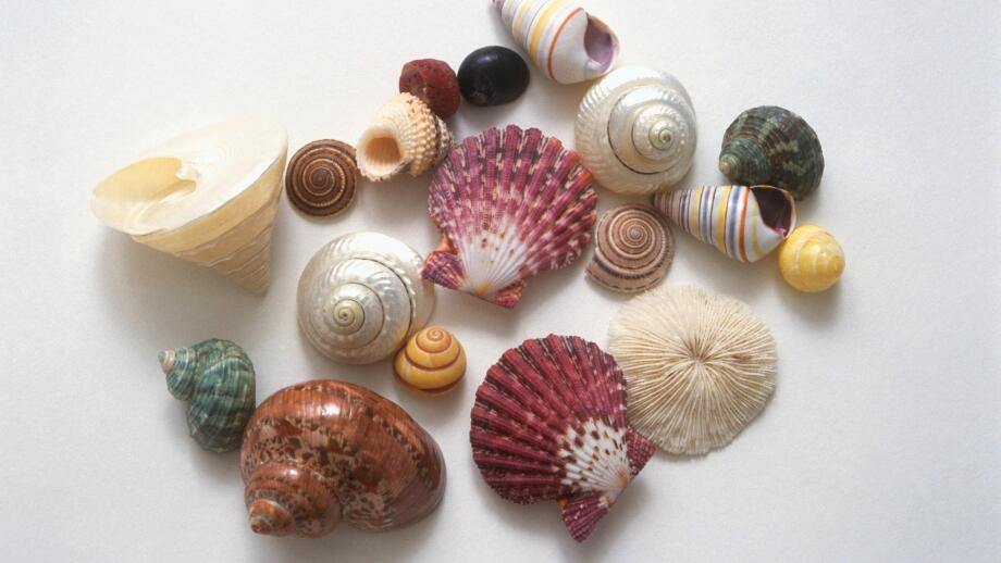 Different shells shapes and colours