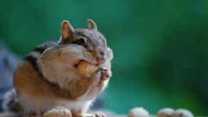Cute chipmunk eating (Tamias striatus) a peanut on border between Canada and New York (USA) in the Thousand Islands