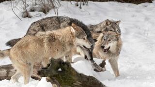 Gray Wolf or Timber Wolf, pack behavior in winter, (Captive) Canis lupus, Montana