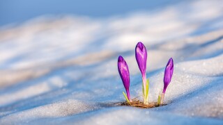 spring flower crocus close up