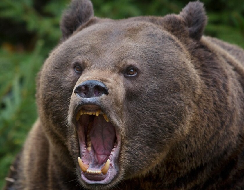 Bear snarling from Alamy 5May22 575x375