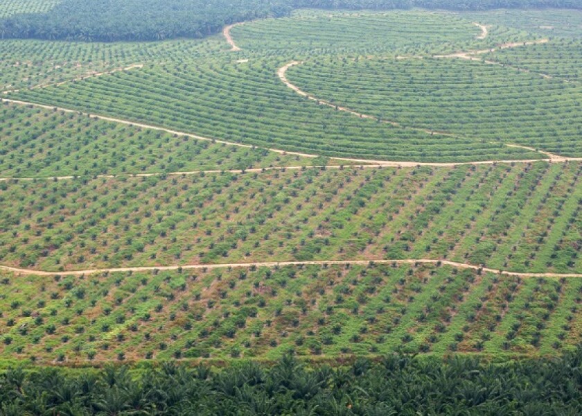 Deforestation palm oil Malaysia from Alamy 575x375