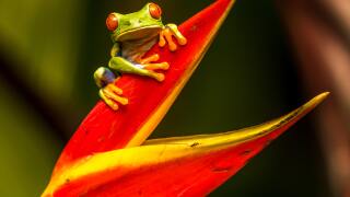 costa-rica-frog.jpg