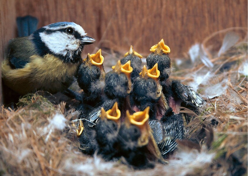 Blue Tit Feeding Young. Image shot 2006. Exact date unknown.