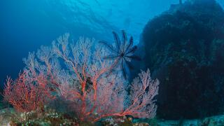 Seascape of featherstar on a bright pink seafan with coral covered bommie in blue water background. Southern Raja Ampat near Misool island, Indonesia.