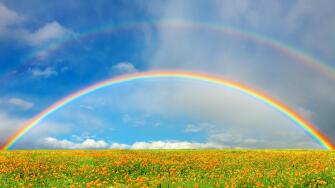 Landscape with blossoming field and rainbow