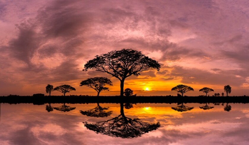 Panorama silhouette tree and Mountain with sunset.Tree silhouett