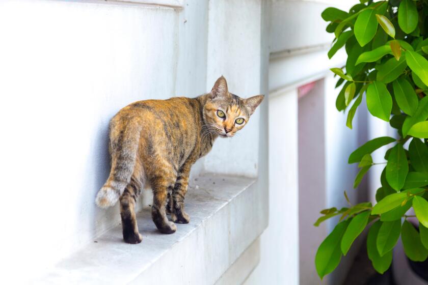 Ginger cat standing on a ledge looking over his shoulder (Wat Atun, Temple of Dawn, Bangkok, Thailand)