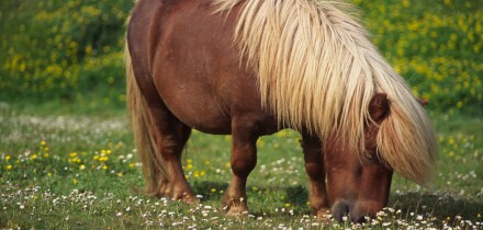 Shetland pony. Shetland, Scotland, UK