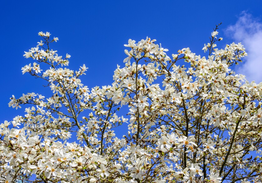 White Yulan Magnolia tree with a blue sky-adobe-2022