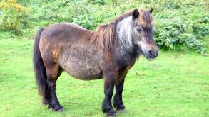 The dartmoor pony against a green field background