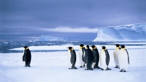 Emperor penguins (Aptenodytes forsteri) wait at the edge of the pack ice in preparation for a foraging journey out to sea, Dresc