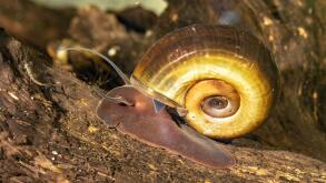 horn-colored ram's horn, great ramshorn, trumpet shell (Planorbarius corneus), crawling over the dead wood, side view
