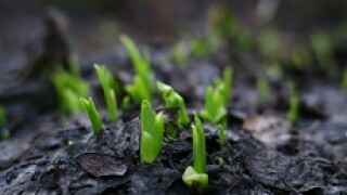 Green Shoots