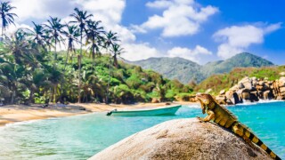 Colombia, Parque Tayrona, iguana, Caribbean, sea, environment, forest, LatAm, 575