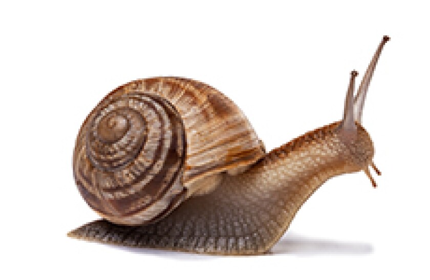 slow_fotolia_230x150