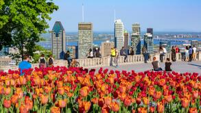 Canada, Province of Quebec, Montreal, Mount Royal's Kondiaronk Lookout, Tulip Time in the Spring