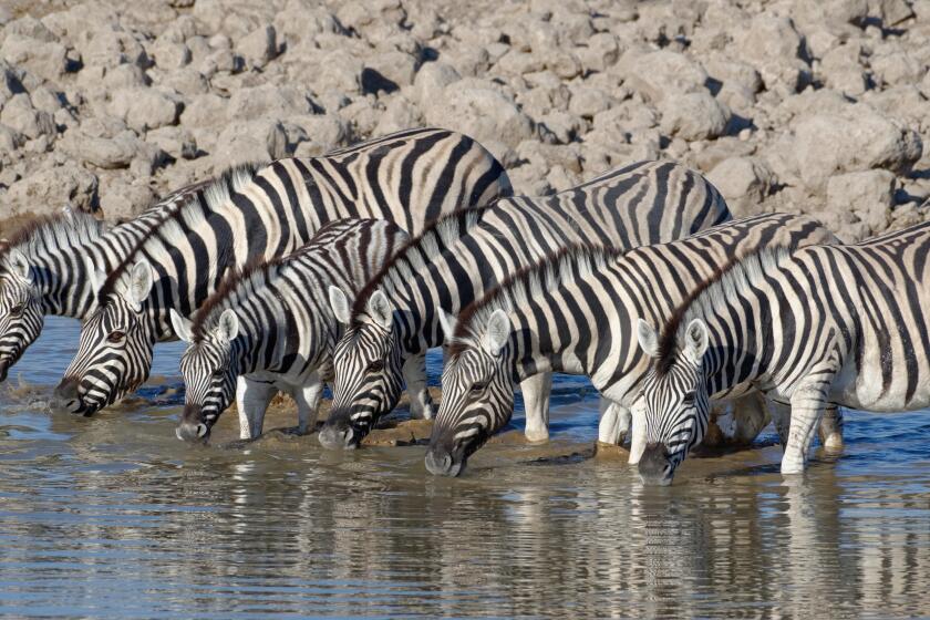 Herd of Burchell's zebras (Equus quagga burchellii), adults with two young animals, drinking, Okaukuejo waterhole, Etosha National Park, Namibia
