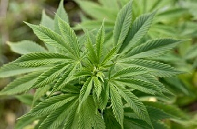 Freyherr_ganja_alamy_230x150