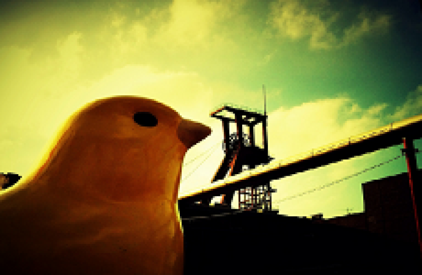 Canary in a coalmine