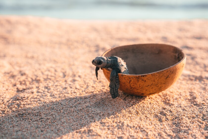 Female hands holding a coconut bowl with a small turtle