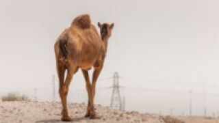 camel_fotolia_230x150