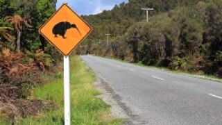 New_Zealand_Kiwi_Fotolia_230x150