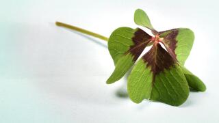 Single shamrock on light blue wooden board