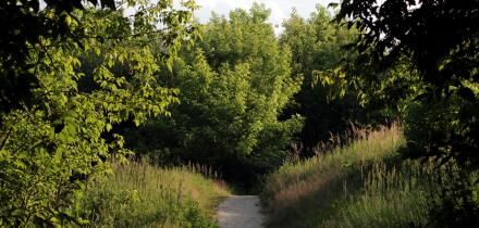 Forest path displays a clearing lit by the sun. Image shot 07/2016. Exact date unknown.