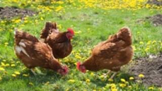 Poultry 230x150