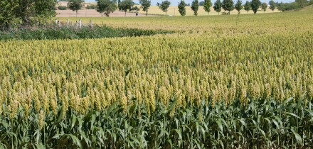Maize growing southwest France