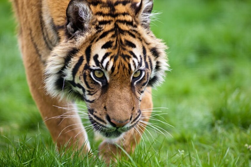 Tiger hunting from Alamy 17Jun24 575x375