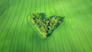 Aerial view of heart-shaped small forest surrounded by wheat field in Poland