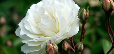 Hybrid musk rose Prosperity