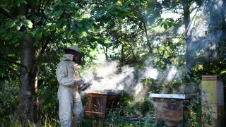 Portrait of man beekeeper working in apiary, using bee smoker.