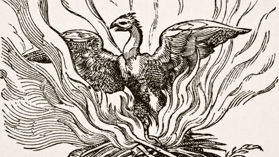 The Phoenix rising from his ashes