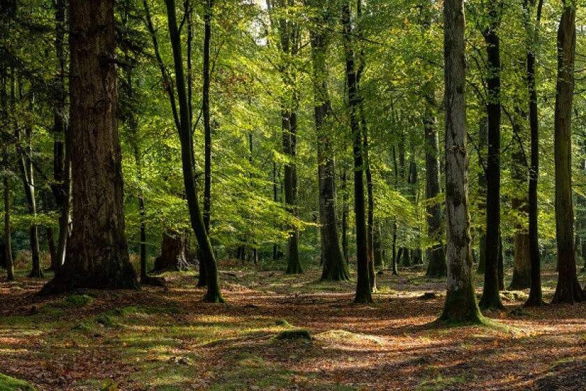 Woodland walk in the new forest in Autumn