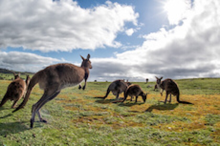 Cabei, Kangaroo, Australia, LatAm