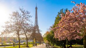 France, Paris, Trocadero gardens, cherry blossoms and the Eiffel Tower