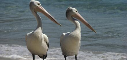 Australian pelican (Pelecanus conspicillatus)