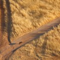 Local person with dog splitting paths in dry grassy landscape