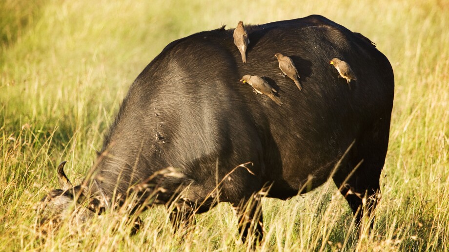 Buffalo with Ox peckers on the Masai Mara Kenya