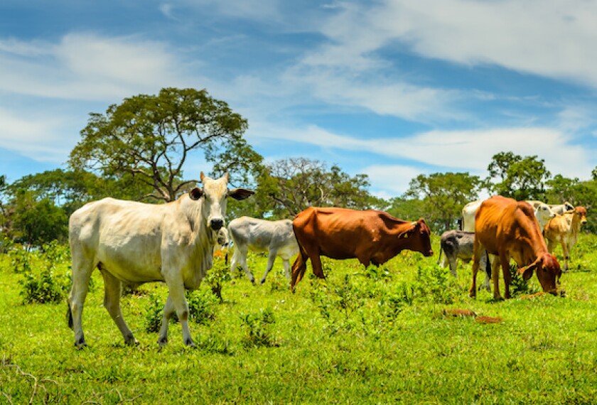 Minerva, LatAm, Minas Gerais, Brazil, cattle, cows, protein, meadows, Marfrig, JBS, LAtAm, 575