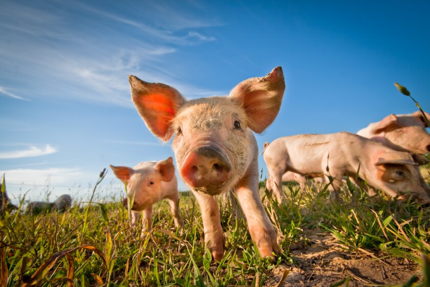 One cute pig curious on the camera adobe